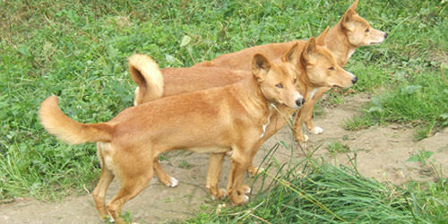 Dingos